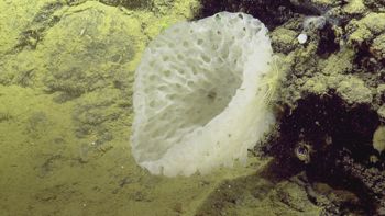 Media type: image;   Invertebrate Zoology 153111 Description: live specimen;